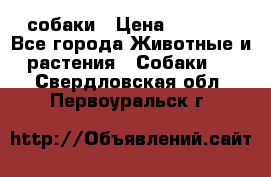 собаки › Цена ­ 2 500 - Все города Животные и растения » Собаки   . Свердловская обл.,Первоуральск г.